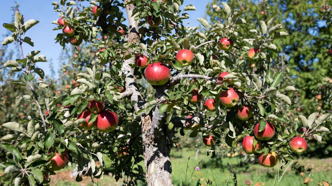 Rejuvenated apple tree in open-center shape with abundant high-quality fruit after pruning