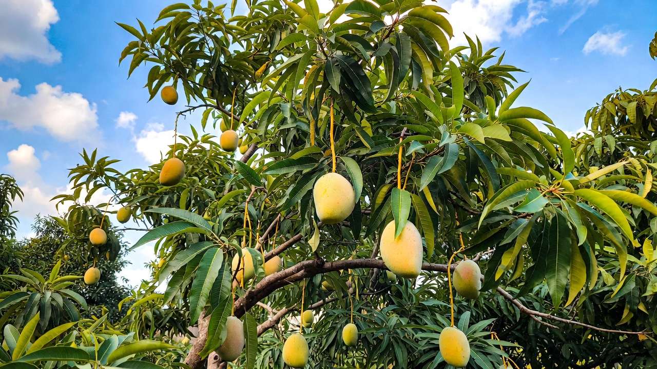Healthy mango tree full of fruit in spring after late winter pruning in tropical climate