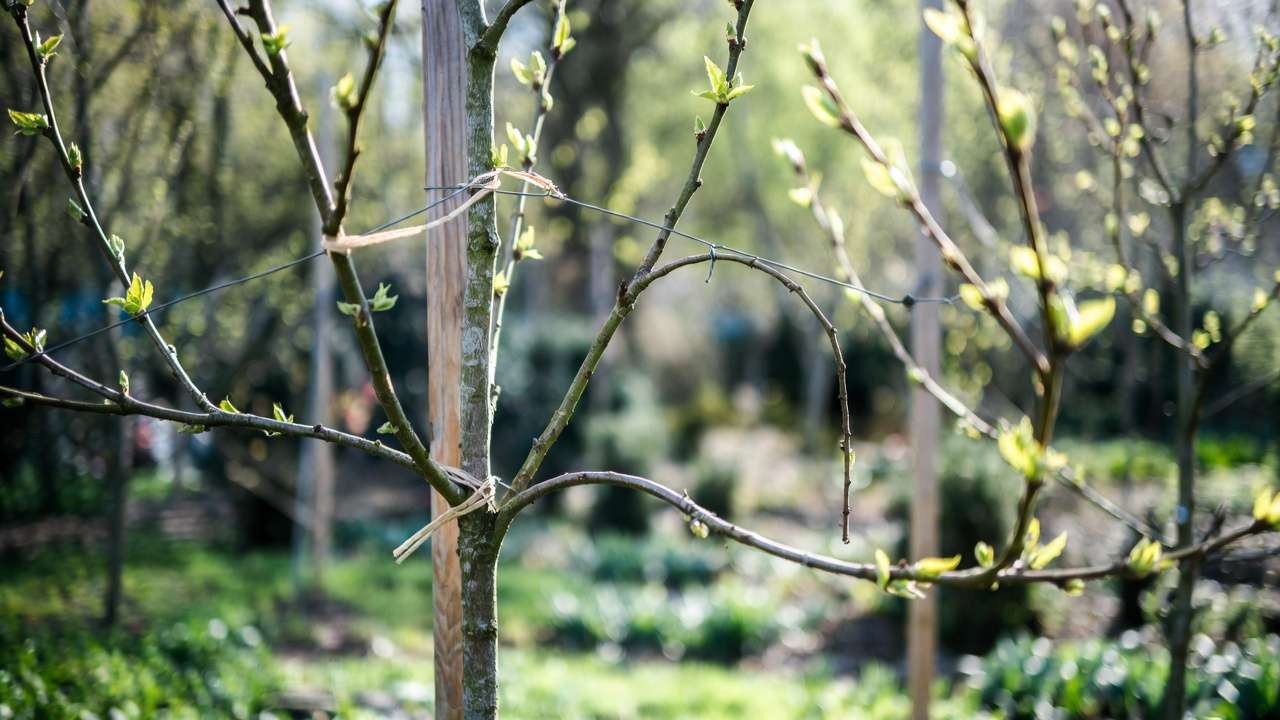 oung tree in the early stages of artistic shaping with gentle training supports