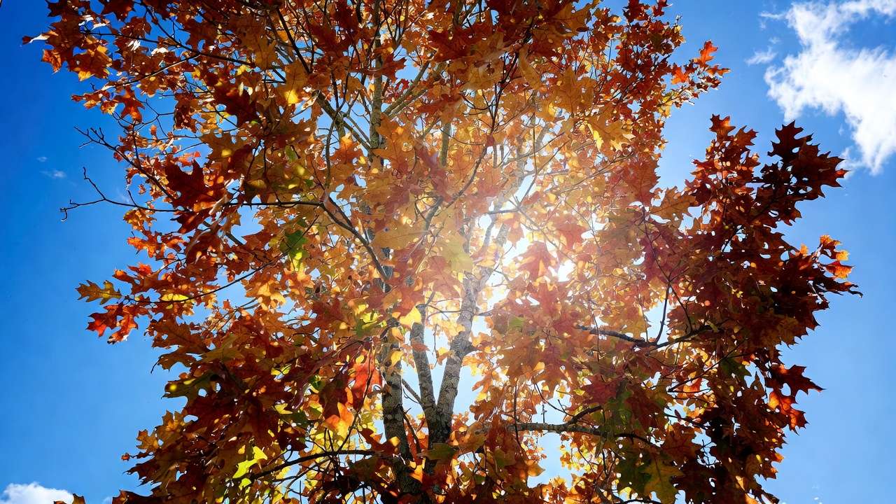 Beautiful autumn deciduous oak tree with colorful red orange yellow leaves in fall sunlight