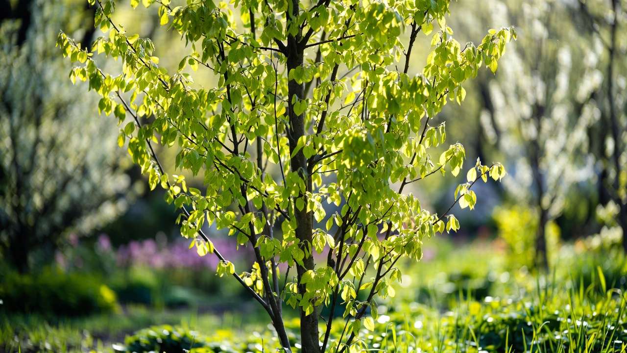 Young tree with lush new green leaves in spring demonstrating benefits of spring fertilization