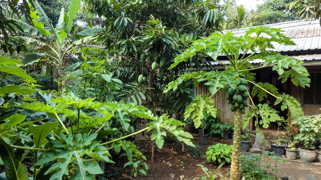 Thriving tropical fruit trees and plants benefiting from vermicompost in a home garden setting