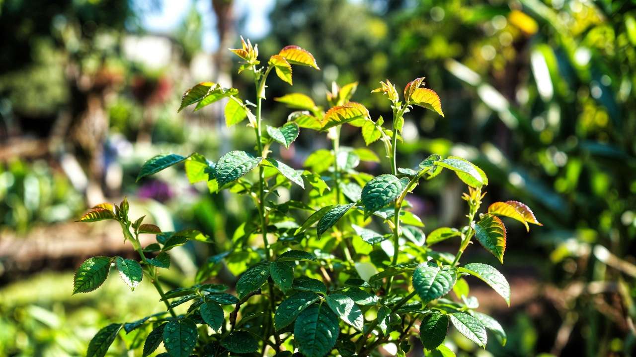 Healthy aphid-free rose bush in garden after successful lacewing biological control