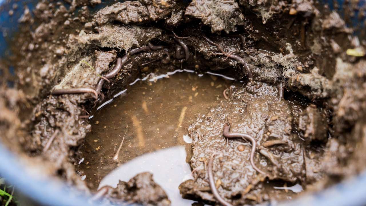 Example of a too-wet anaerobic worm bin with excess moisture problems and slimy bedding