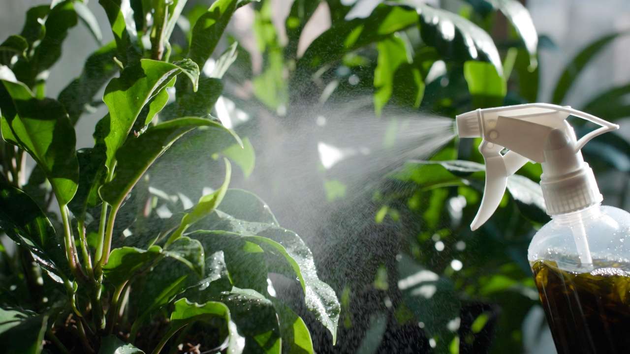 Close-up of houseplant leaves receiving a gentle foliar spray of seaweed fertilizer for better nutrient absorption