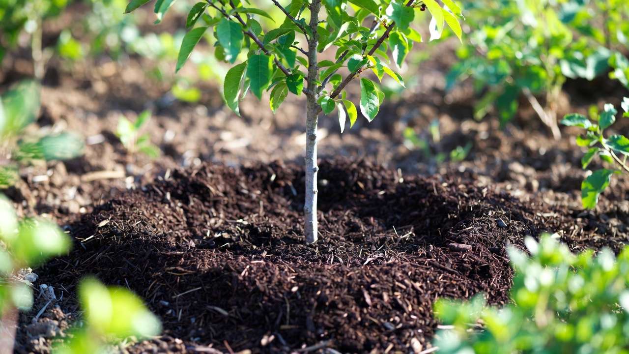 Spreading finished compost mulch around fruit tree for soil health