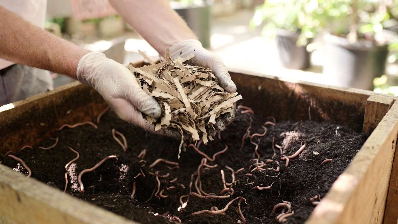 Hands aerating and adding dry bedding to fix moisture issues in a worm bin.
