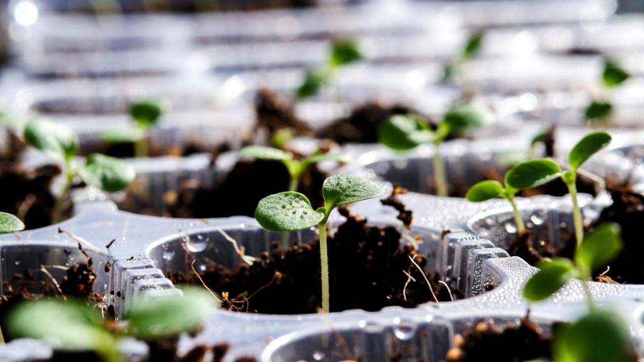 Emerging polka dot plant seedlings in a humidity dome during germination stage
