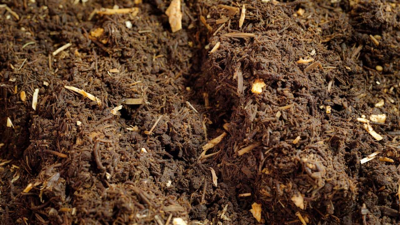 Freshly harvested worm castings black gold vermicompost ready for plants and tree