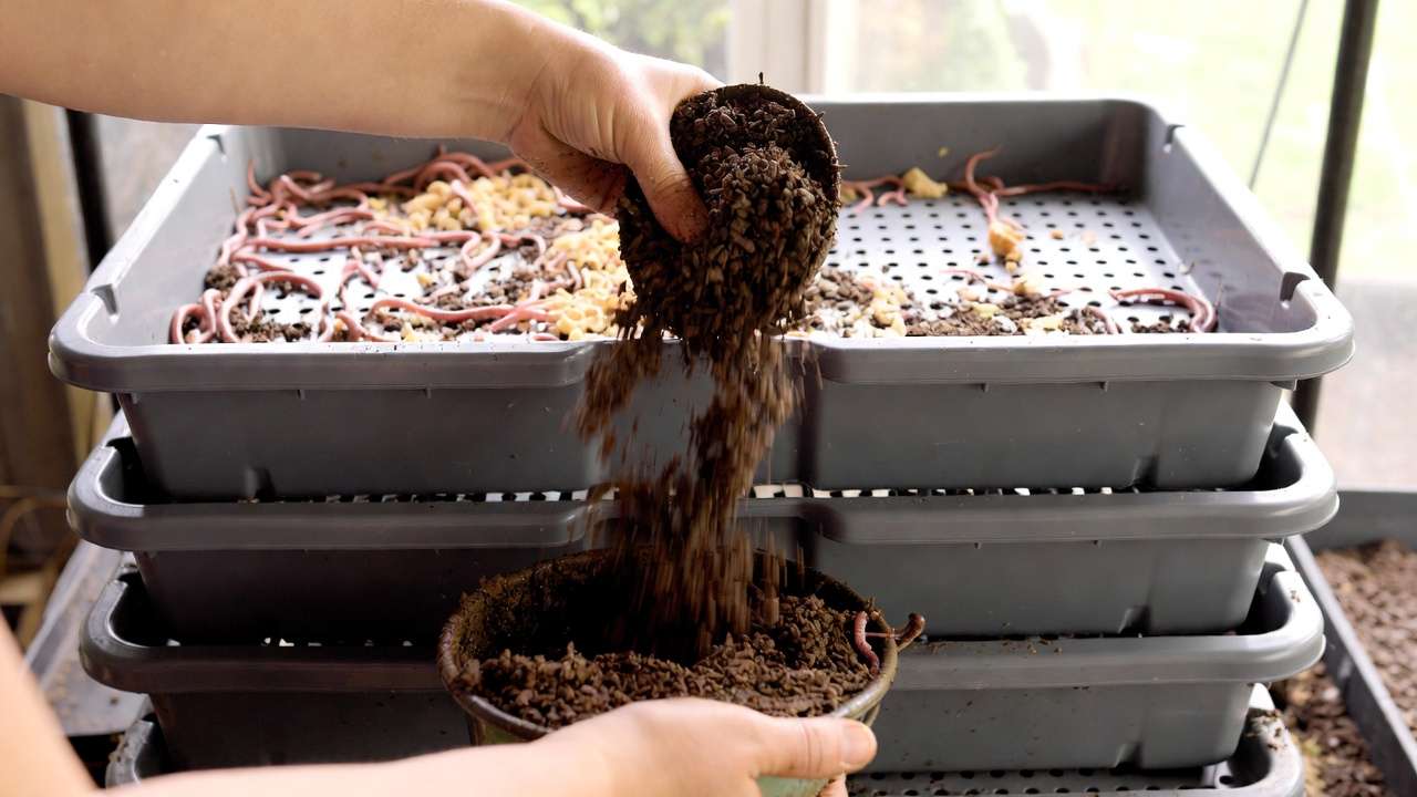 Hands harvesting nutrient-rich worm castings from a stackable vermicompost bin tray with red wigglers visible