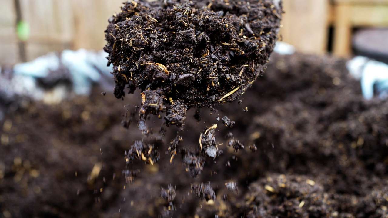 Finished nutrient-rich worm castings harvested from odor-free vermicompost bin