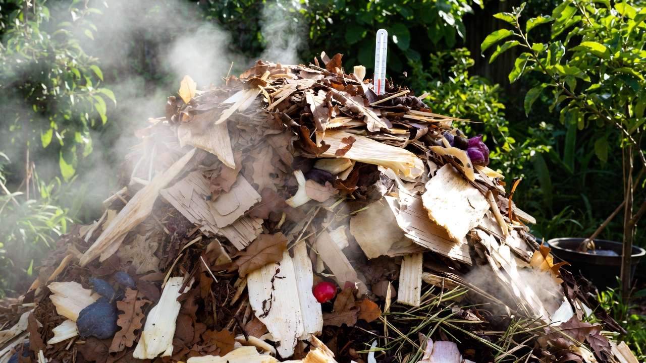 Hot compost pile reaching high temperatures with vegetable scraps and browns for safe decomposition in home garden