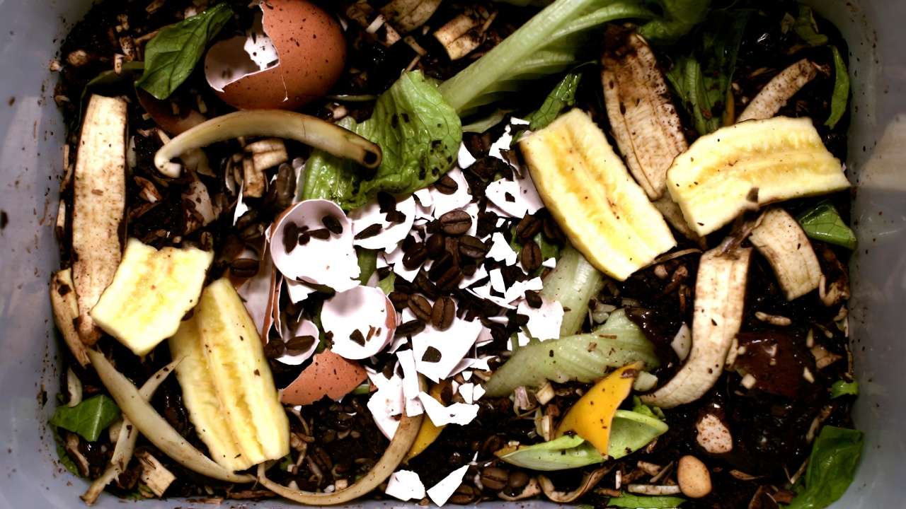 Fresh kitchen scraps like veggie peels and coffee grounds ready for composting worms