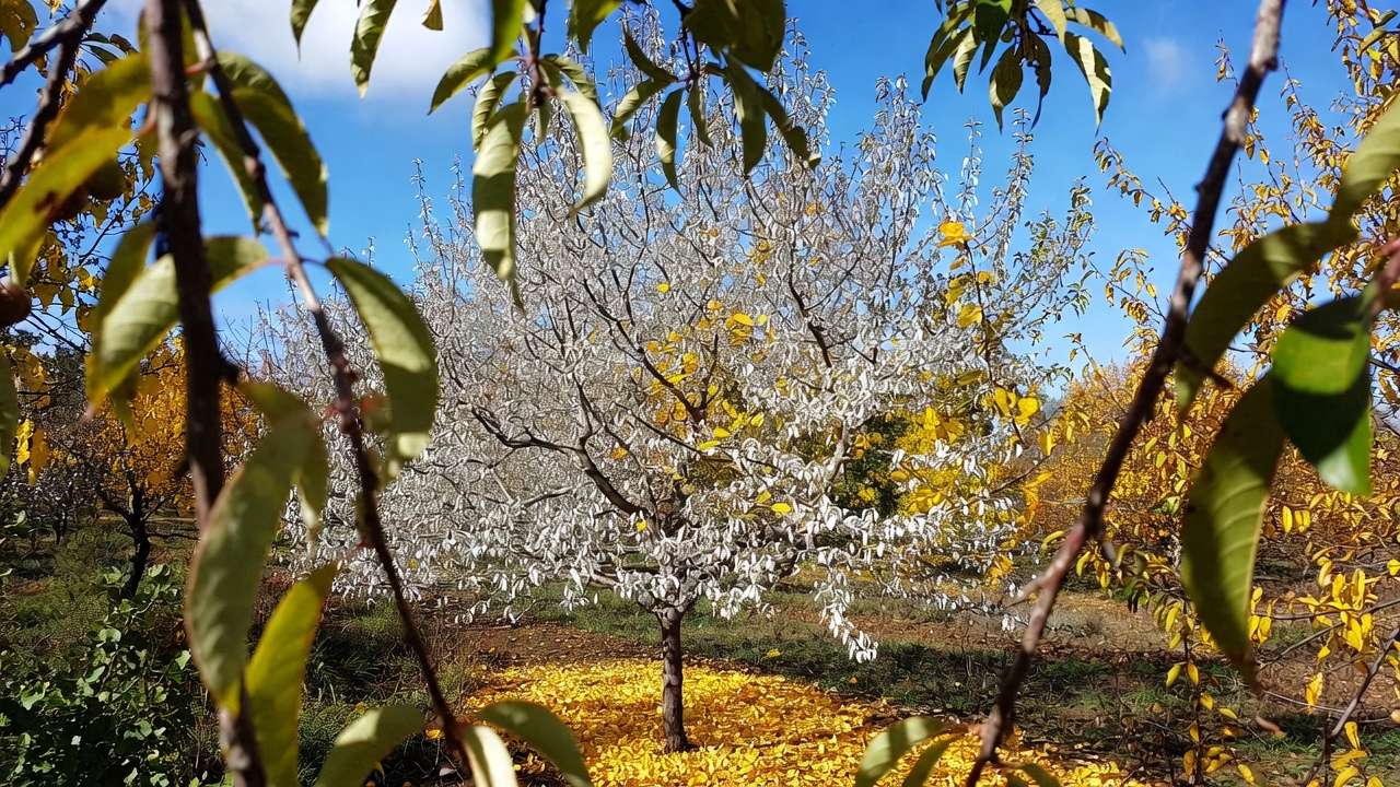 Stone fruit tree affected by silver leaf disease highlighting late-season pruning risks