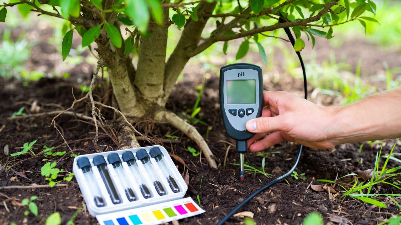 : Soil pH testing with meter probe near tree roots for nutrient deficiency diagnosis