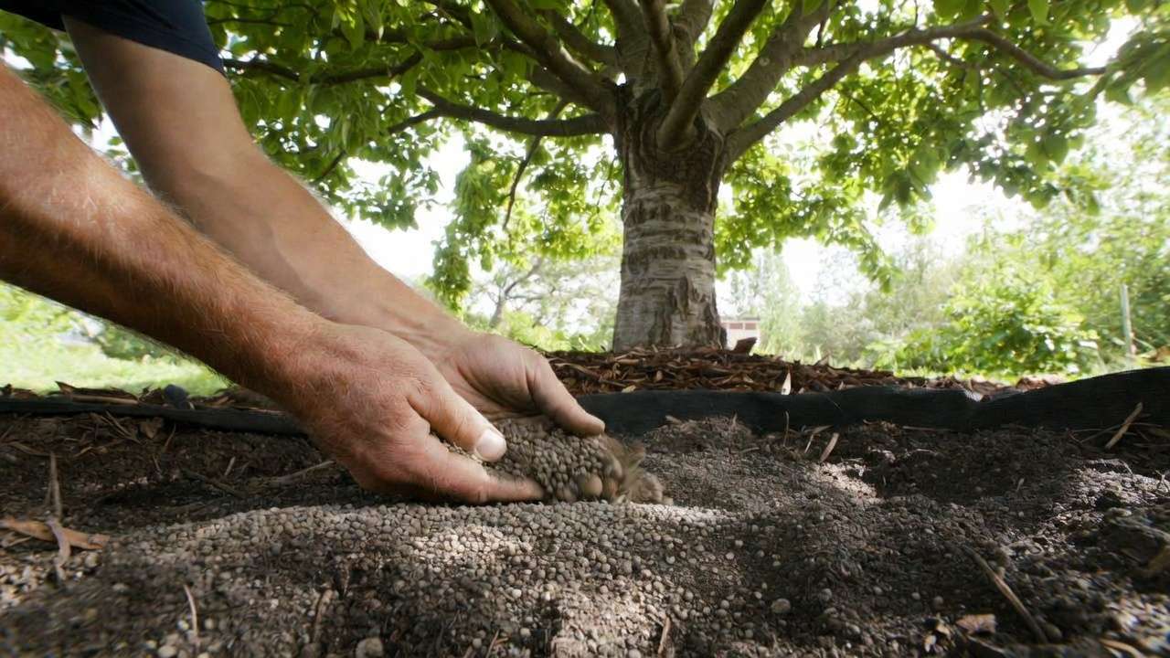 Hands applying slow-release fertilizer under deciduous tree canopy on soil