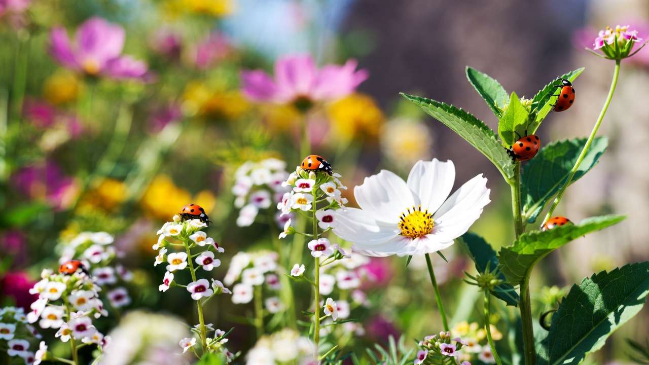 Ladybug-friendly companion plants like alyssum, cosmos and dill in bloom