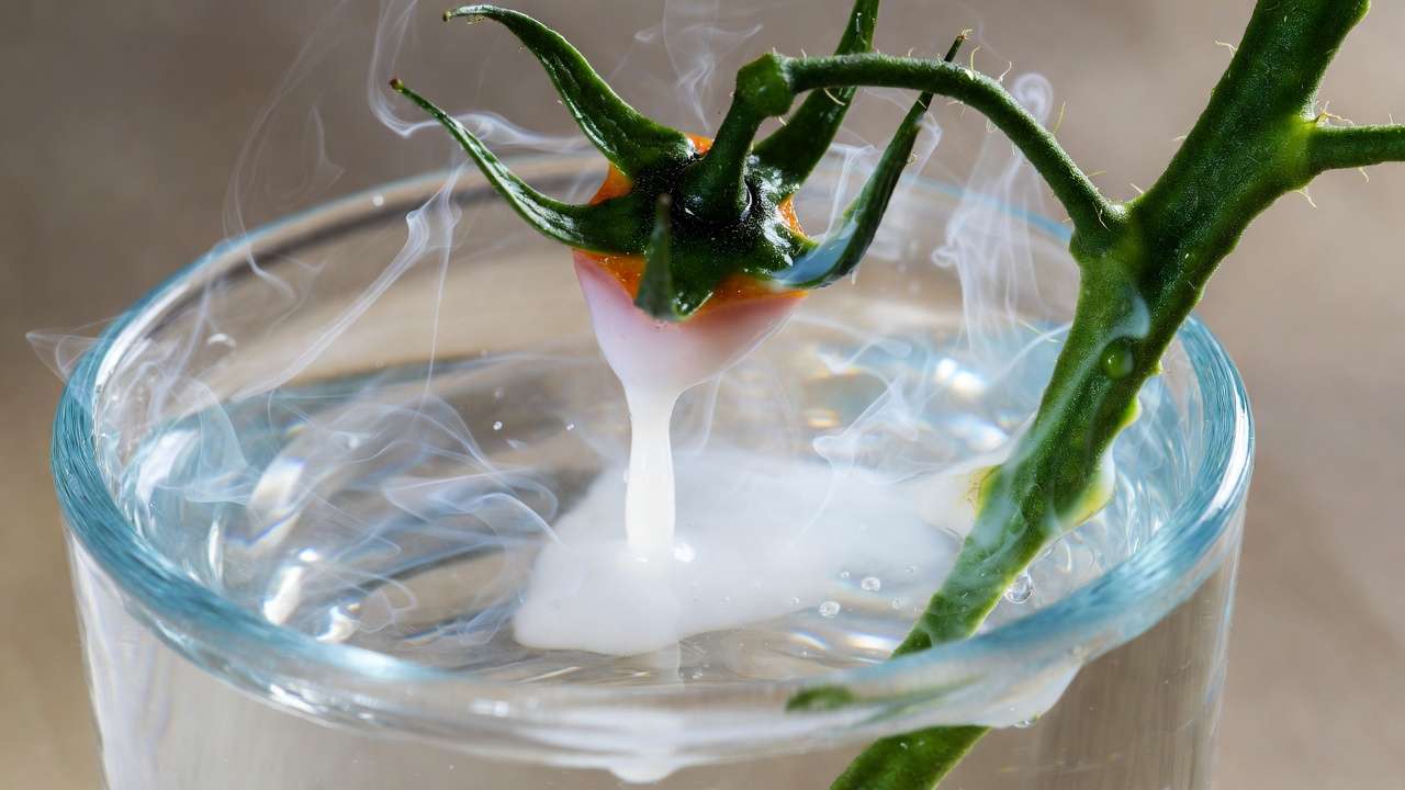 Bacterial ooze streaming test confirming bacterial wilt in tomato stem