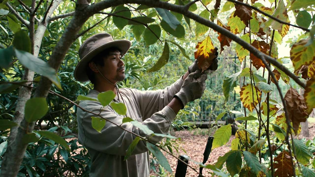Gardener examining tree leaves and branches to diagnose abnormal leaf drop timing