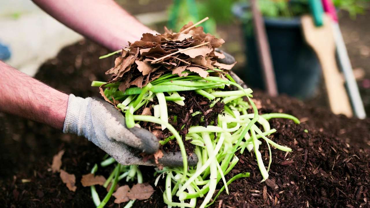 Hands layering greens and browns to start composting correctly in garden