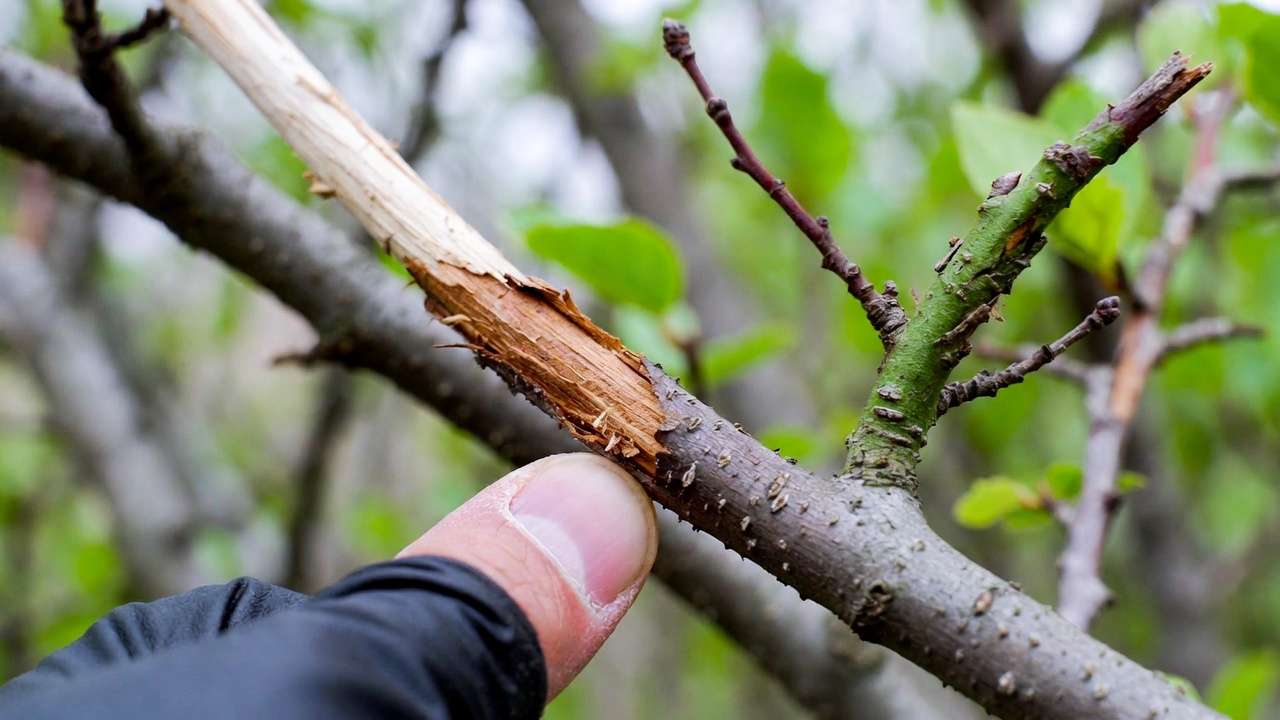 Scratch test to identify dead branches on tree by revealing dry tissue under bark
