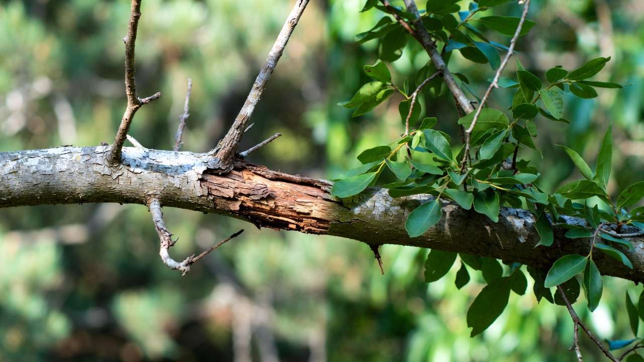 Close-up comparison of dead brittle branch versus healthy live branch on tree for identification in pruning guide
