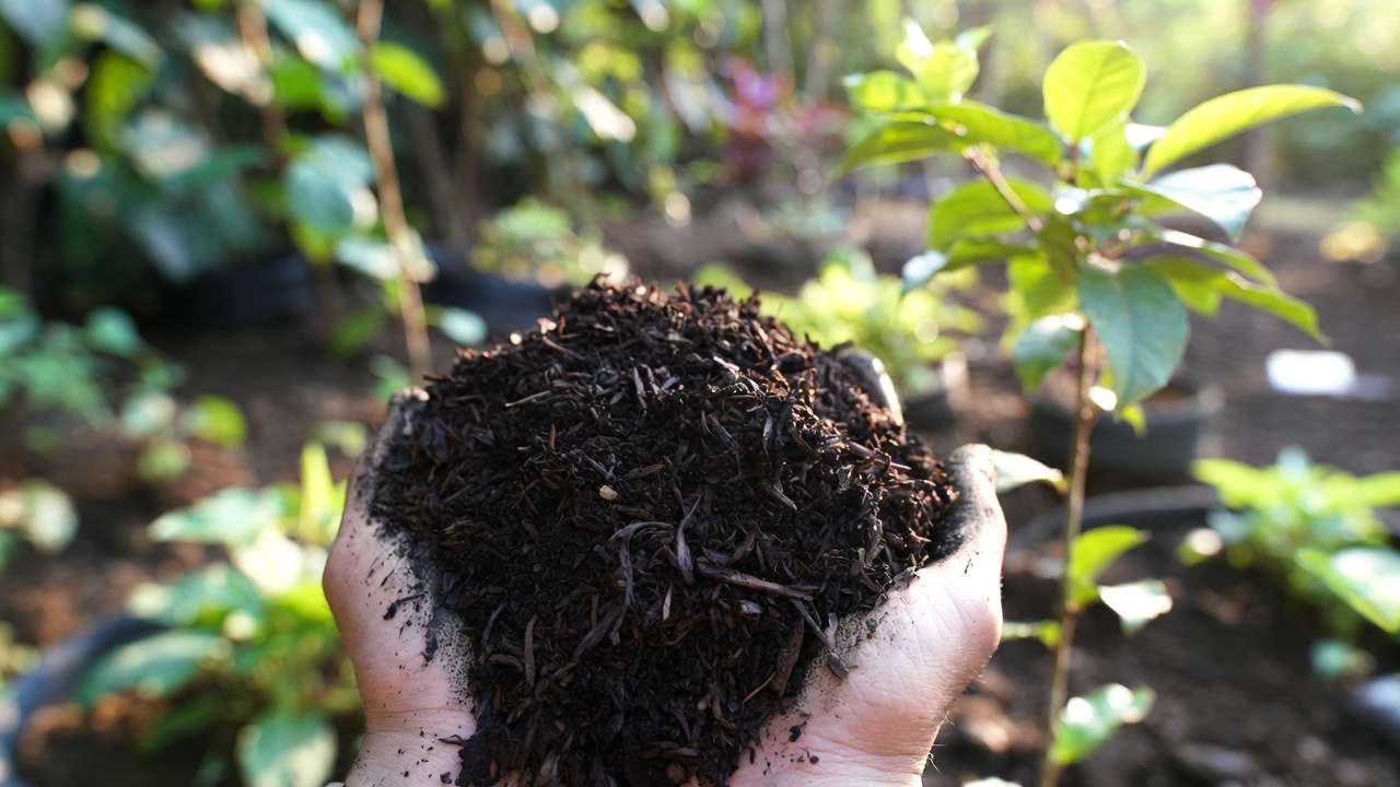 Common Composting Mistakes to Avoid for Better Soil