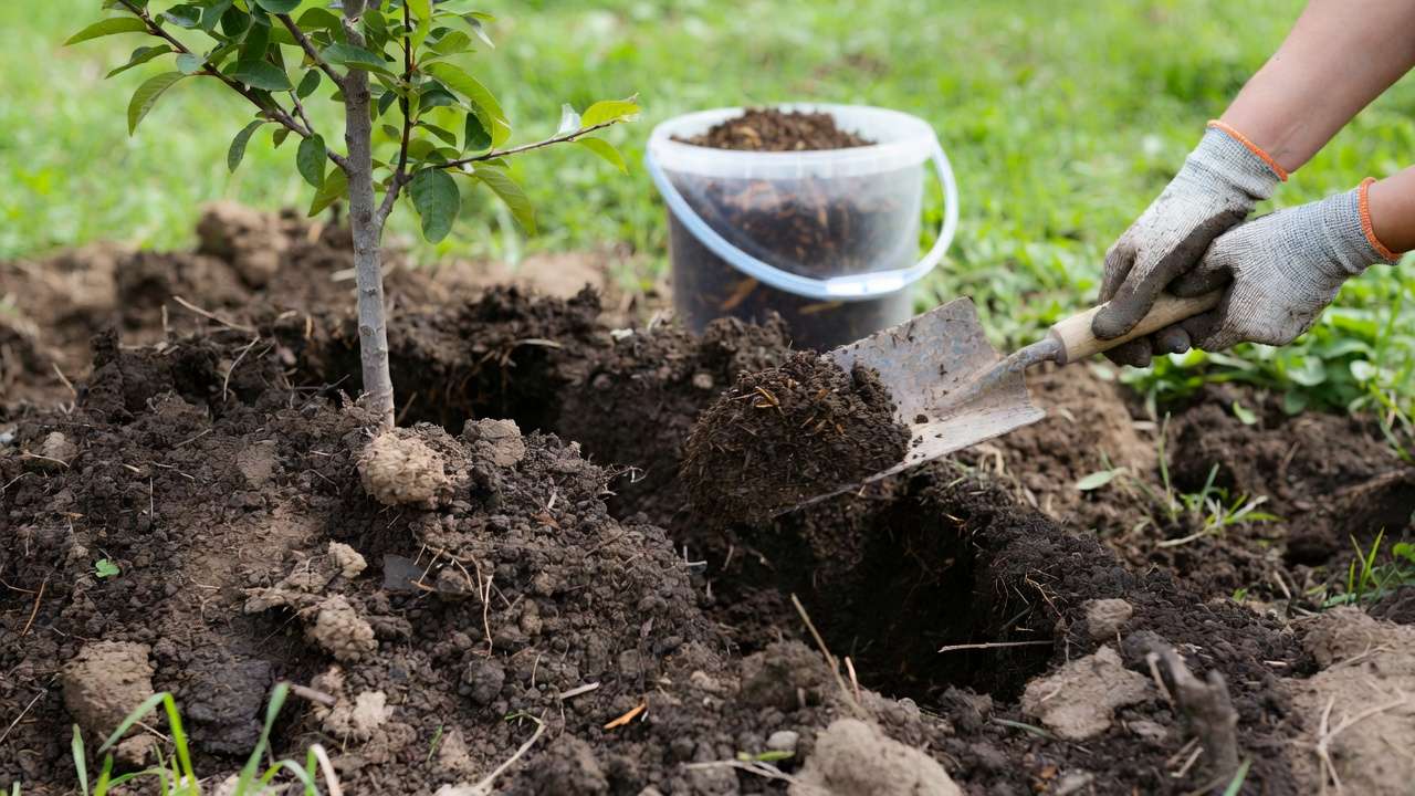 Step-by-step soil sampling with trowel for accurate tree growth testing.