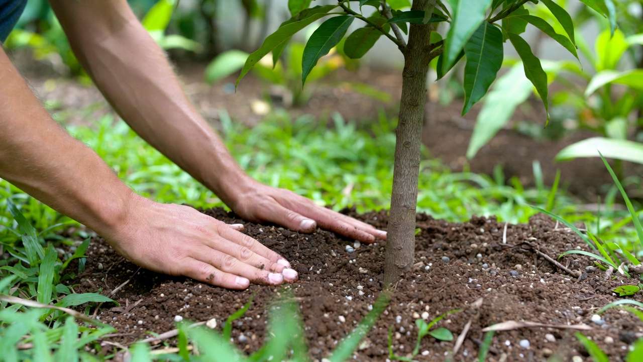 Applying worm castings top-dressing to a young mango tree for enhanced growth and soil health