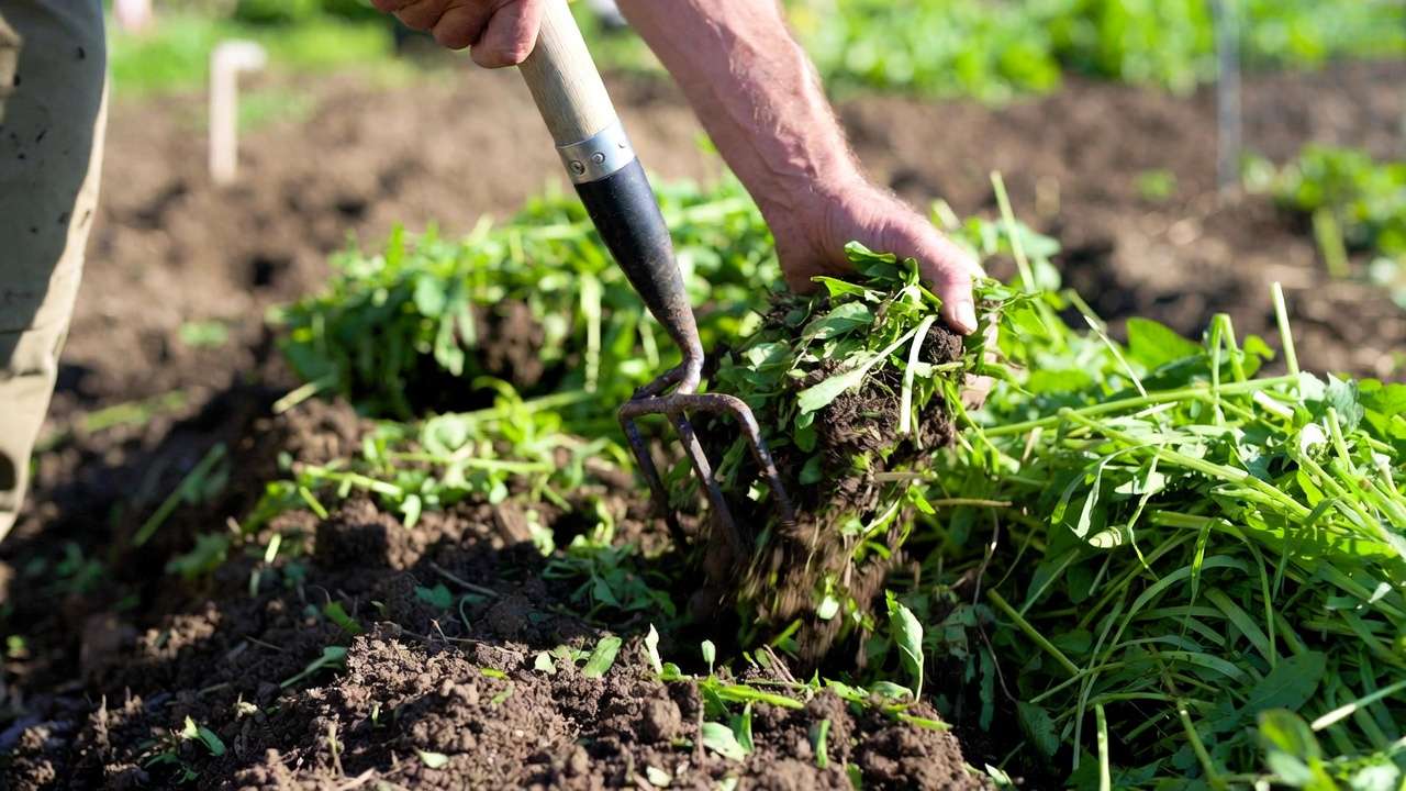 Gardener incorporating green manure cover crops into soil using chop-and-drop method