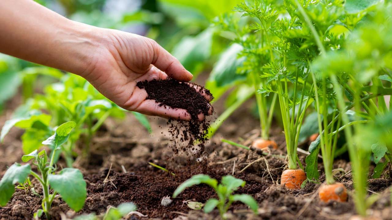 Hand adding used coffee grounds to garden soil as natural amendment around vegetable plants