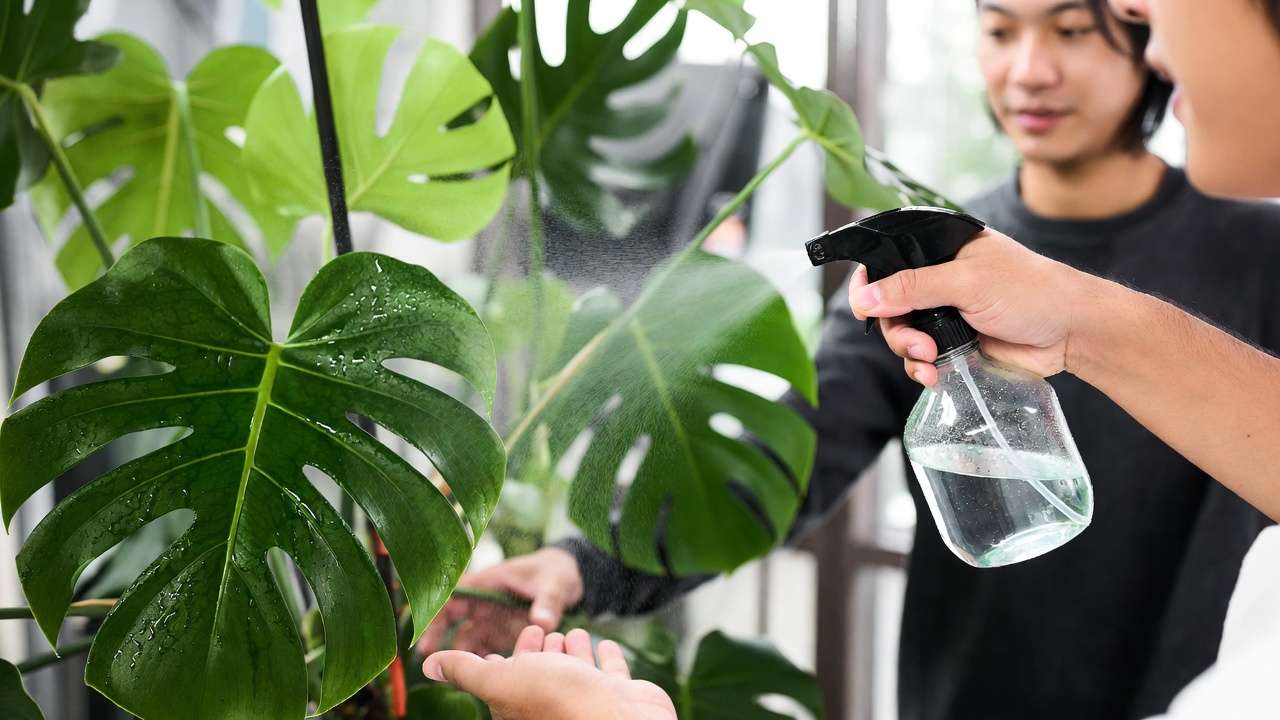 : Spraying soap solution on both sides of Monstera houseplant leaves for pest control