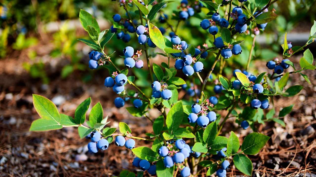 Healthy blueberry bush with ripe berries thriving in correctly acidic soil garden bed