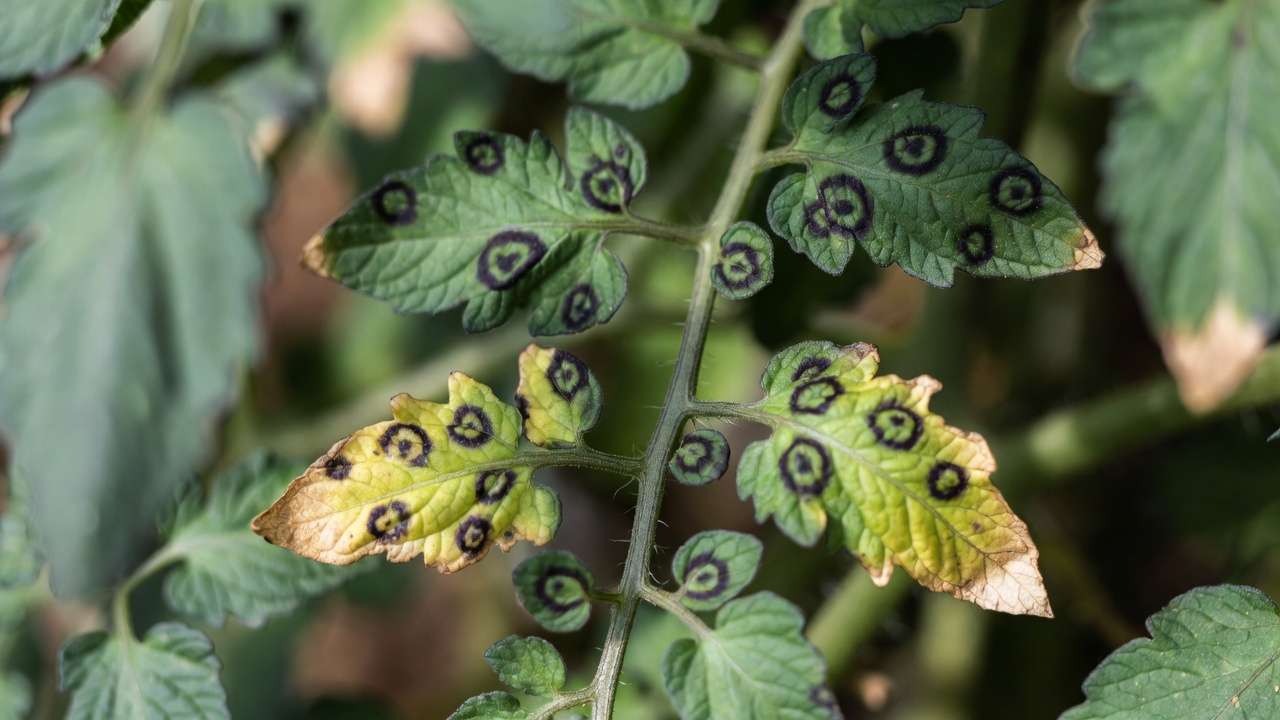 omato leaves with early blight showing concentric rings and dark spot
