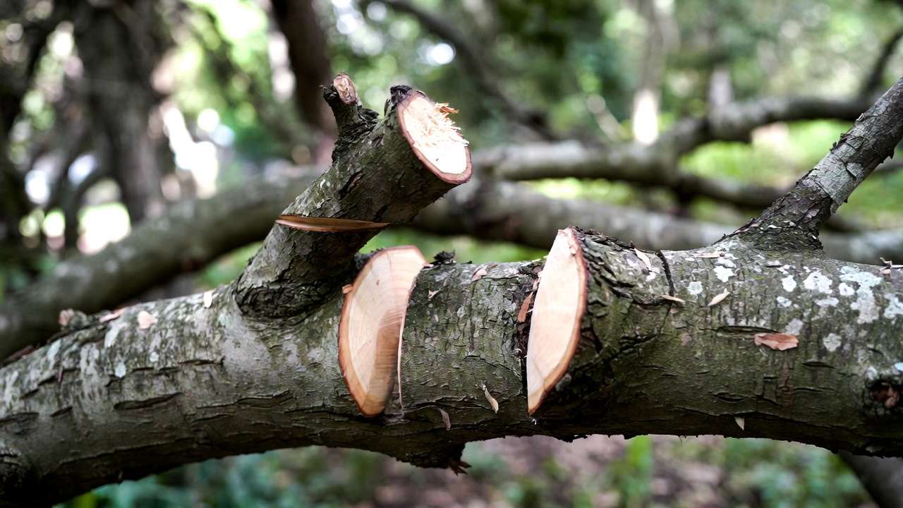 Three-cut pruning method demonstrated on large tree branch to prevent bark tearing.