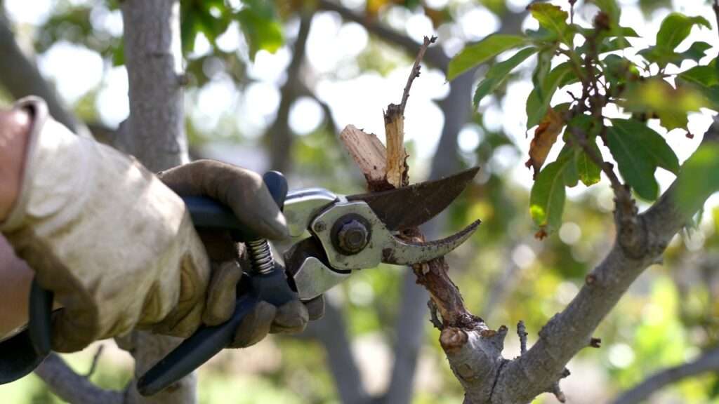 How to Revive a Dying Tree: Save Your Tree Fast