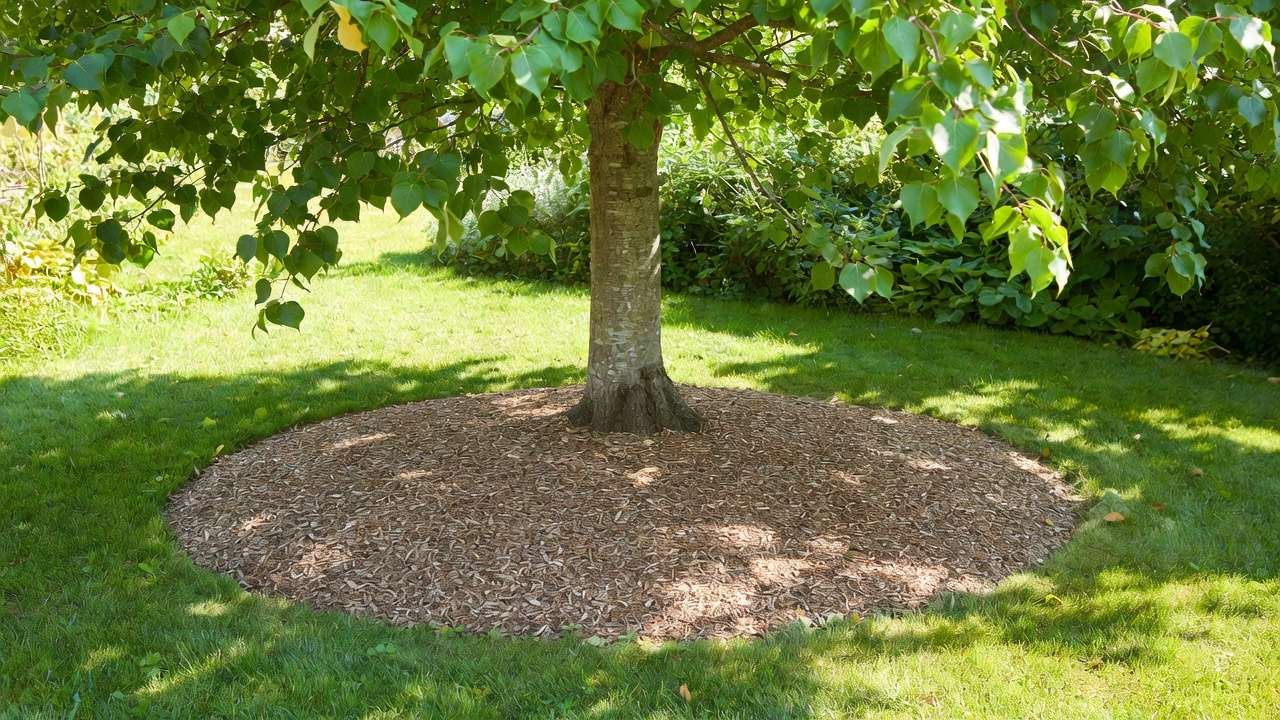 Correct way to mulch a tree with wide ring of wood chips kept away from trunk to revive and protect from stress