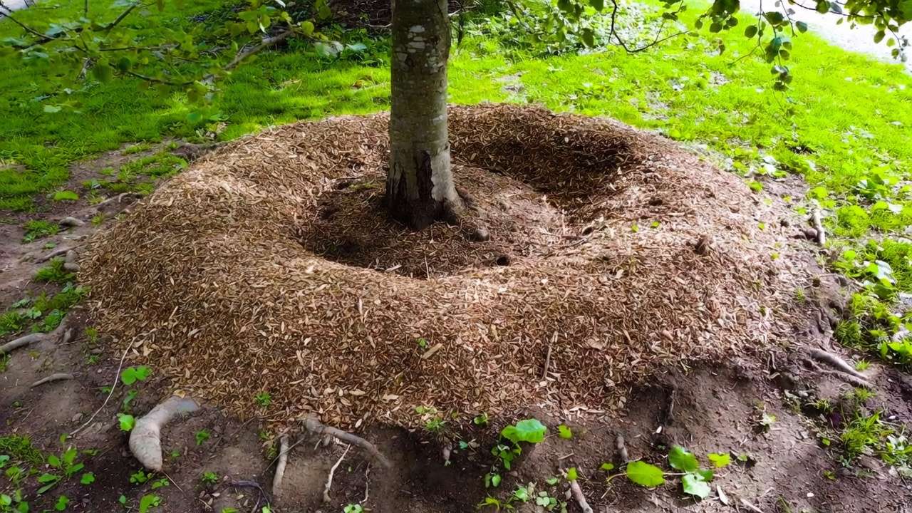 Properly mulched tree base with wide ring and correct distance from trunk during root zone inspection