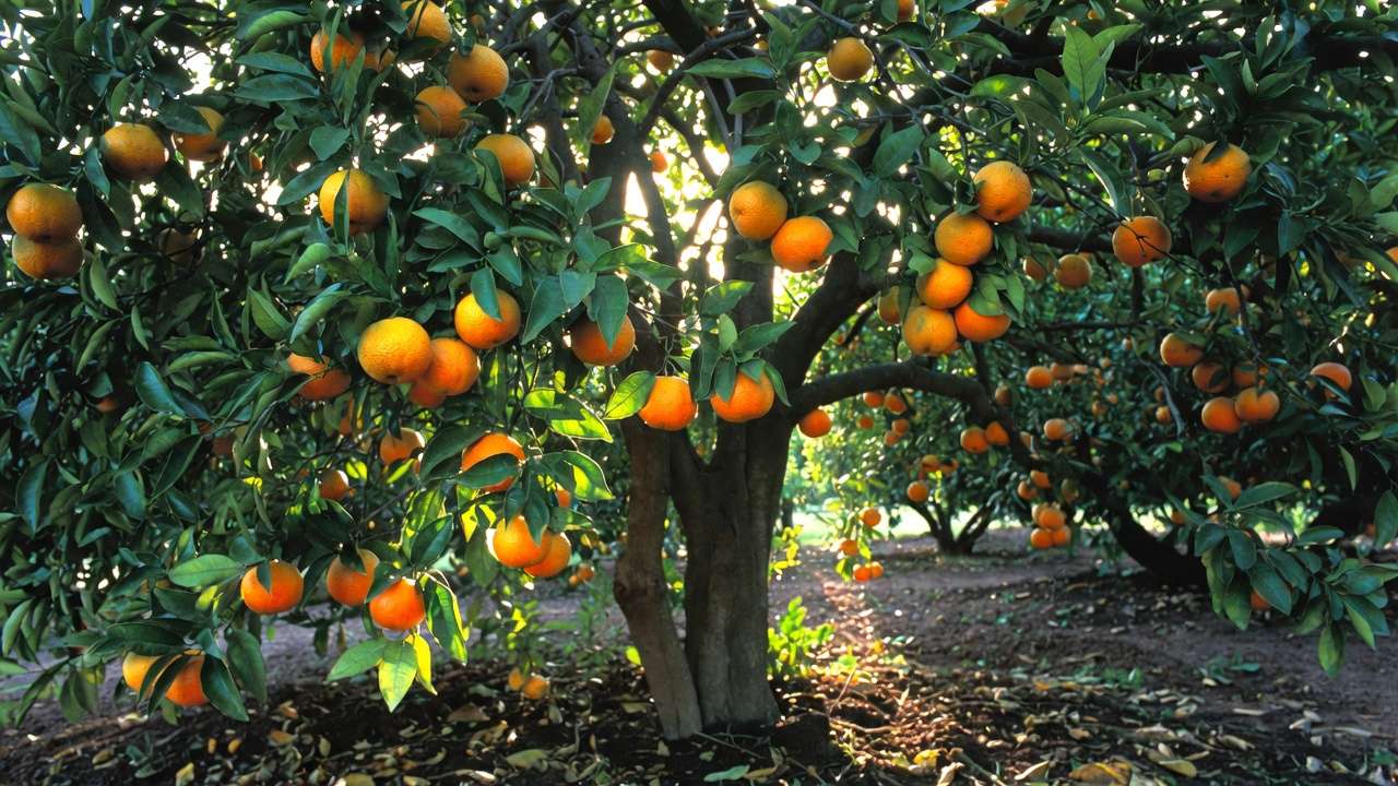 Healthy mature fruit tree loaded with ripe apples in organic orchard, enhanced by kelp meal application