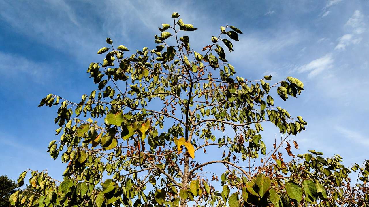 Stressed tree with wilting yellow scorched leaves and thinning canopy due to drought