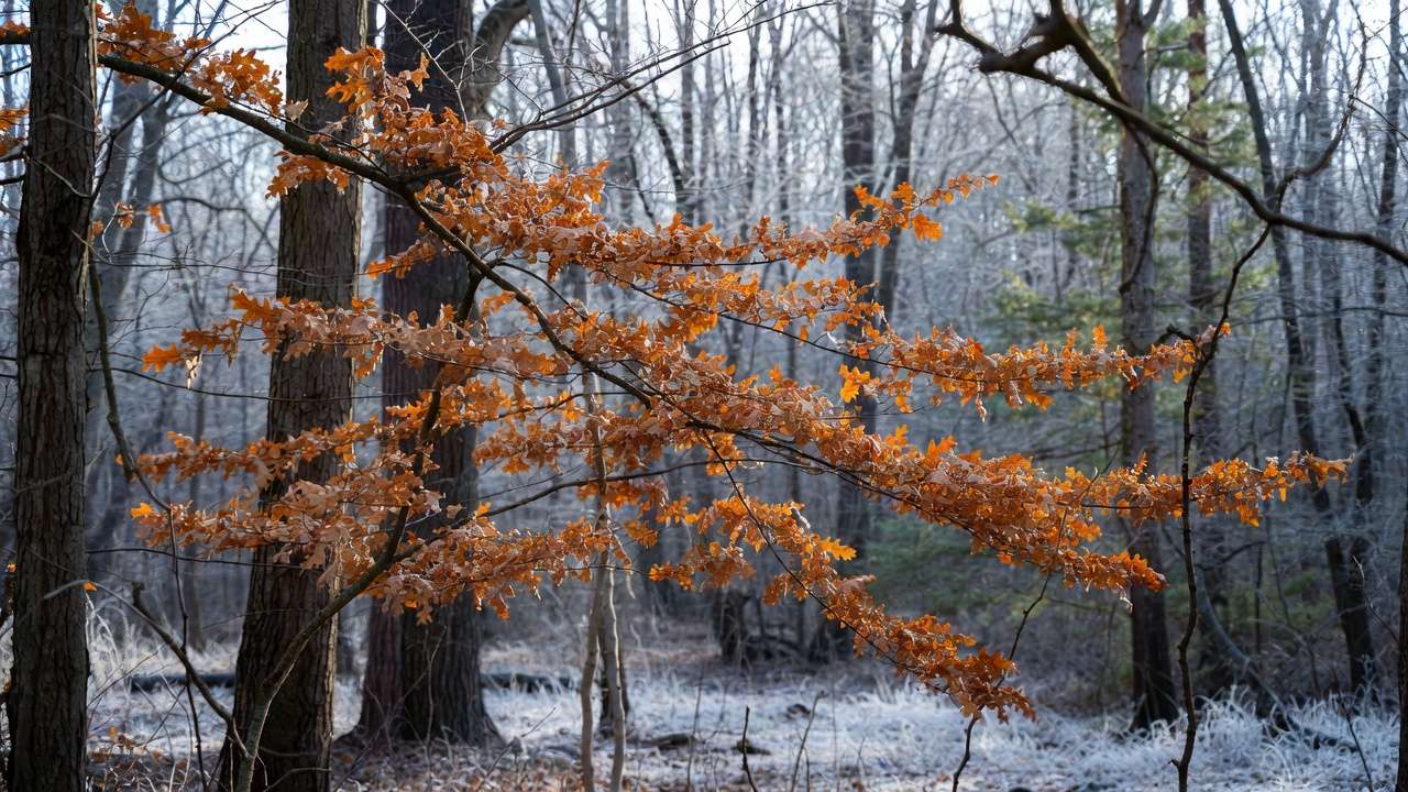 Oak tree with marcescent dry leaves retained through winter in woodland setting