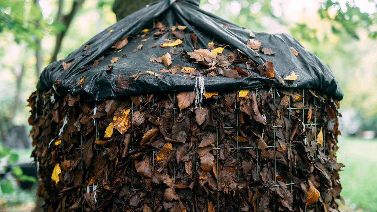 Wire bin filled with shredded leaves slowly decomposing into premium leaf mold for garden soil improvement