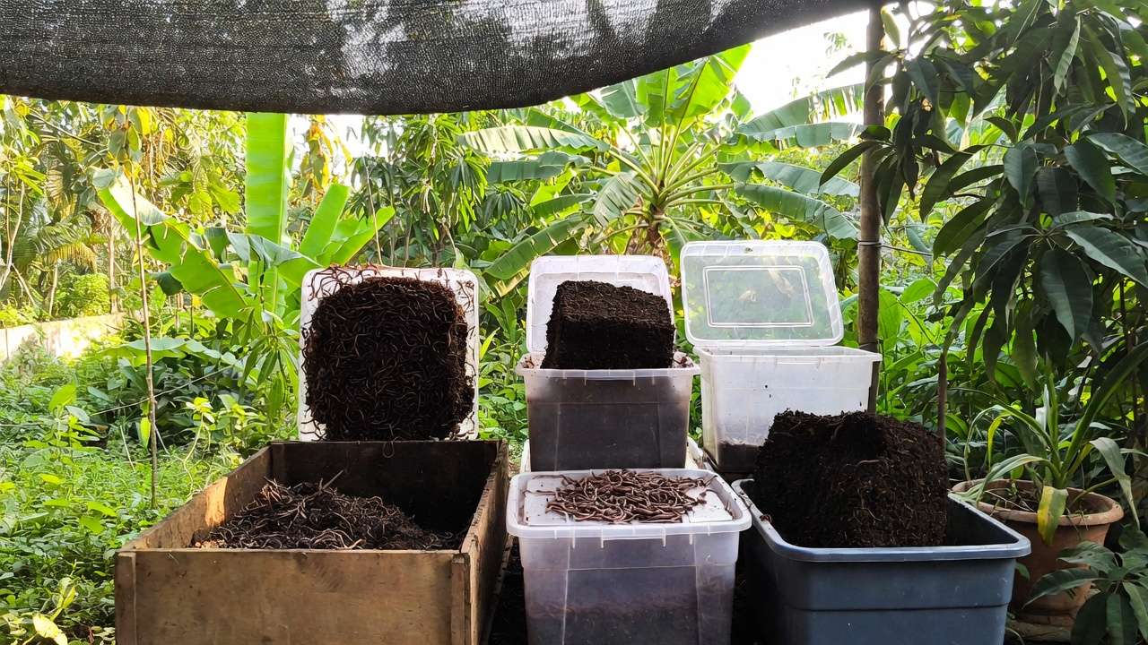Outdoor vermicompost bins thriving in tropical Bangladesh garden with banana and papaya plants
