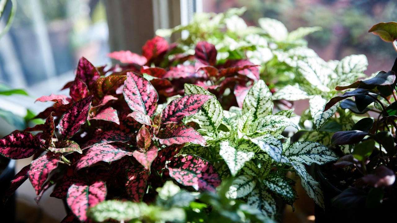 Polka dot plant thriving in bright indirect light showing bold colorful dots