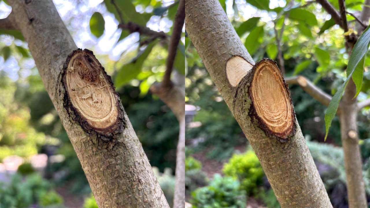 Before and after tree wound healing showing long-term sealing of pruned branch