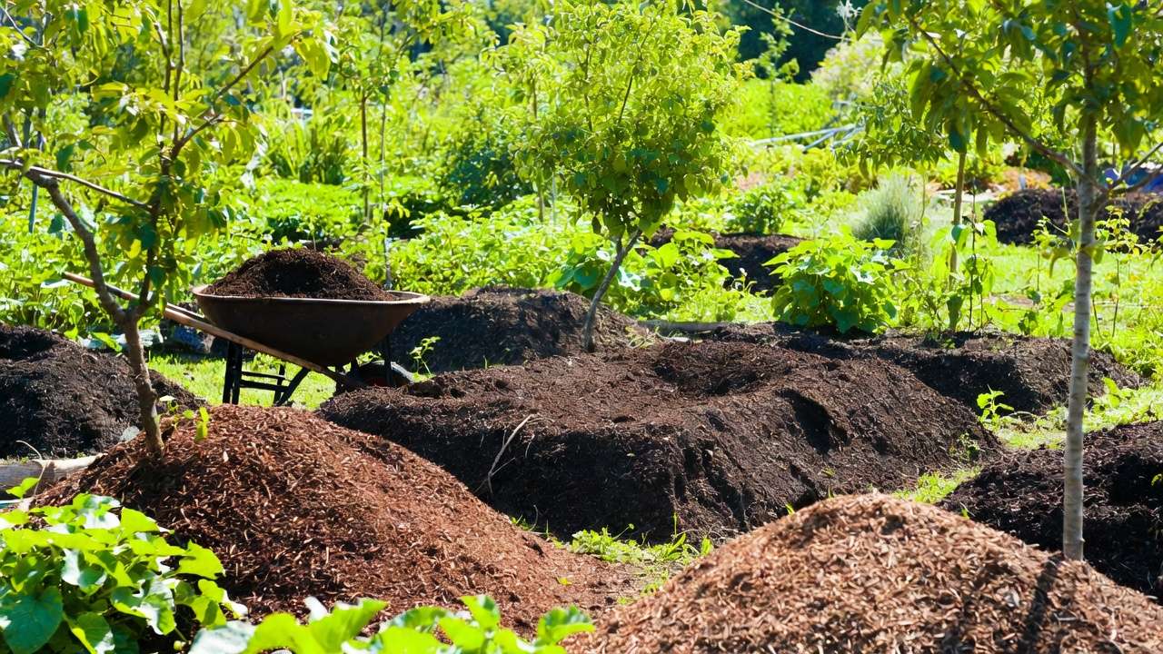 Thriving raised garden beds filled with homemade batch mixed soil and growing vegetables in large garden