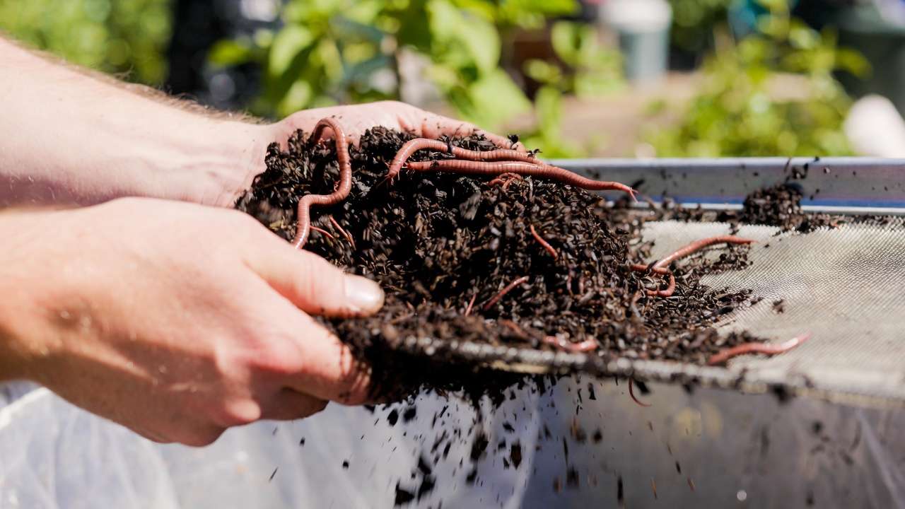 Harvesting rich worm castings from a DIY vermicompost bin with red wigglers
