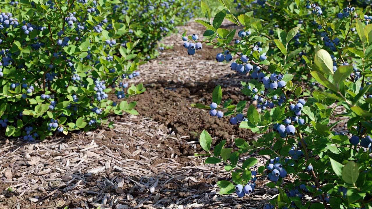 Blueberry bushes mulched with pine bark to maintain acidic soil pH and healthy growth