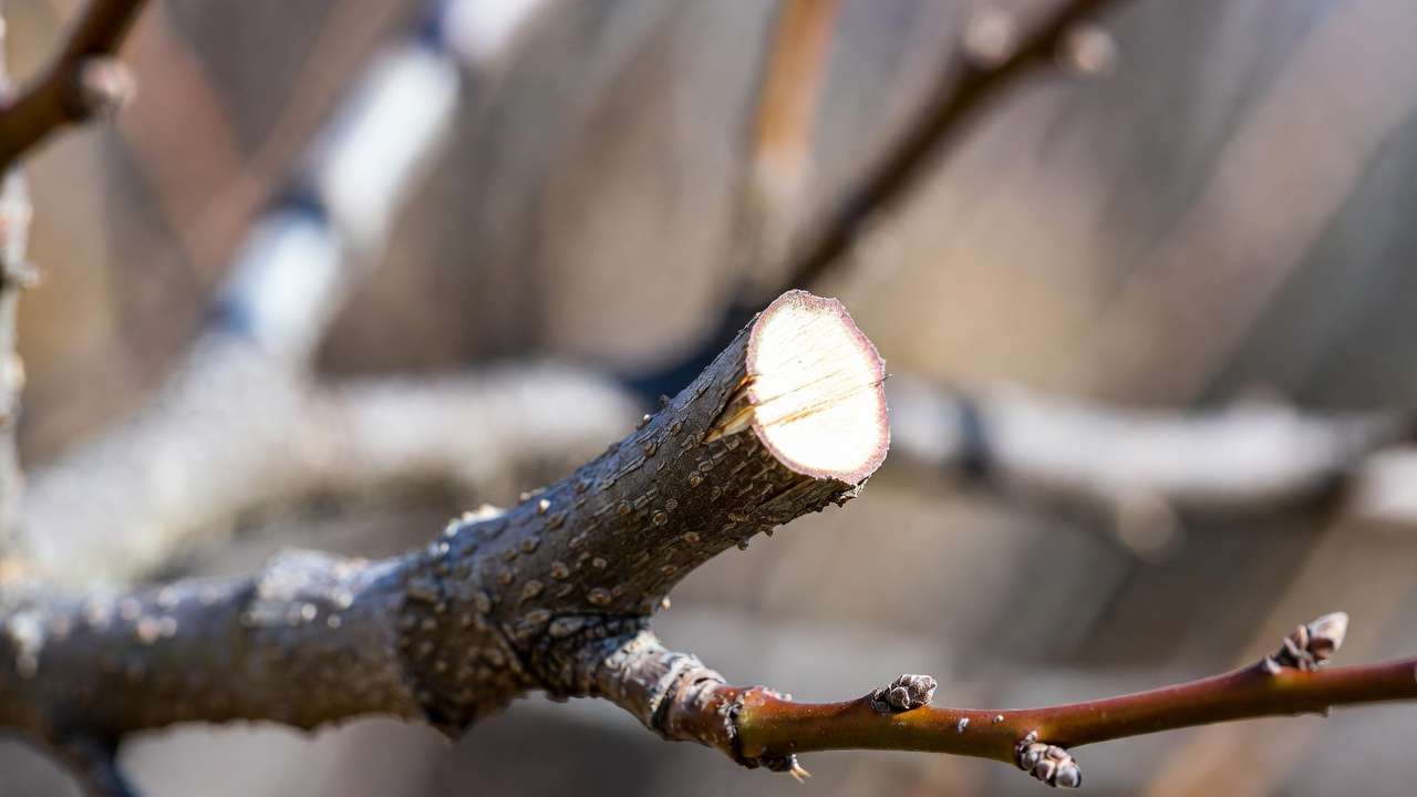 Close-up of correct pruning cut on dormant plum tree branch showing branch collar technique