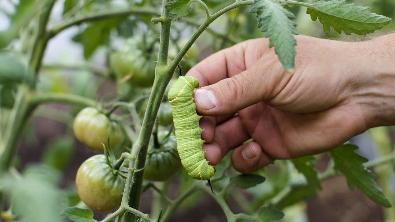 Hand-picking tomato hornworm from plant as mechanical pest control method